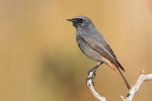 Black Redstart Bird Drucke: Black Redstart