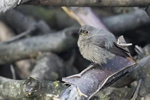 Black Redstart Bird Drucke: Black Redstart