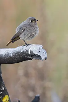 Passeriformes Bird Species Drucke: Black Redstart