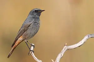 Black Bird Species Drucke: Black Redstart