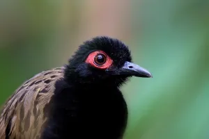 Schwarzkopf-Bartvogel
