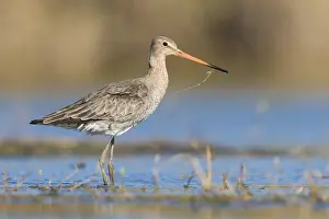 Wader Bird Species Drucke: Black-tailed Godwit