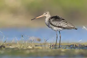 Charadriiformes Family Drucke: Black-tailed Godwit