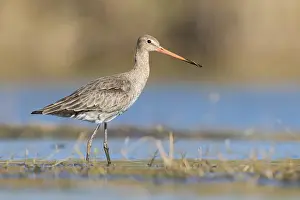 Wader Bird Species Drucke: Black-tailed Godwit