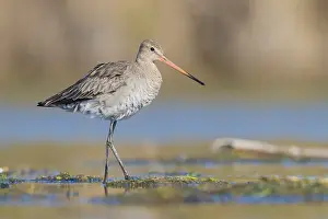 Wading Birds Europe Drucke: Black-tailed Godwit