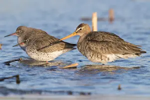 Limosa Limosa Species Drucke: Black-tailed Godwit