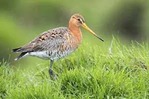Wader Bird Species Drucke: Black-tailed Godwit