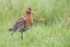 Wader Bird Species Drucke: Black-tailed Godwit