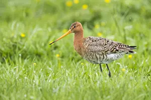 Wader Bird Species Drucke: Black-tailed Godwit