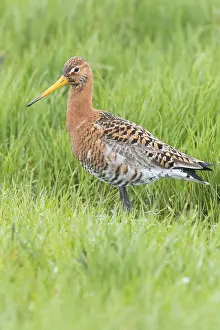 Wader Bird Species Drucke: Black-tailed Godwit