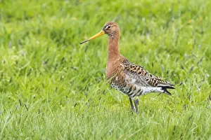 Wader Bird Species Drucke: Black-tailed Godwit