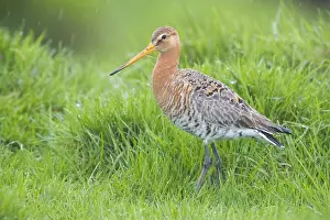 Wader Bird Species Drucke: Black-tailed Godwit