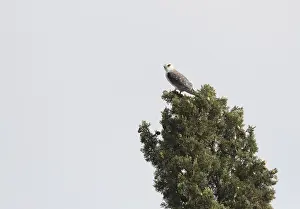Black Winged Kite Drucke: Black-winged Kite, Elanus caeruleus