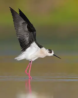 Black Winged Stilt Drucke: Black-winged Stilt