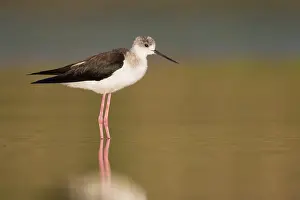 Shorebird Species Drucke: Black-winged Stilt