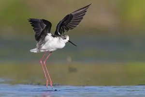 Shorebird Species Drucke: Black-winged Stilt