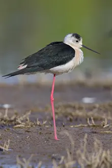 Black Winged Stilt Drucke: Black-winged Stilt