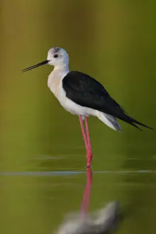 Wading Birds Europe Drucke: Black-winged Stilt