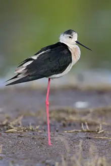 Black Bird Species Drucke: Black-winged Stilt