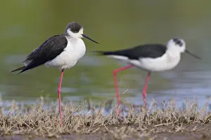 Wading Birds In Europe Drucke: Black-winged Stilt