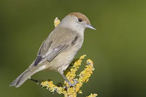 Blackcap Bird Drucke: Blackcap