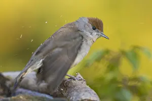 Blackcap Bird Drucke: Blackcap