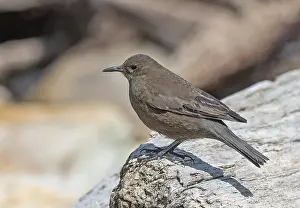 Southern Ocean Wildlife Drucke: Blackish cinclodes, Cinclodes antarcticus