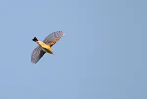 In Flight Wildlife Images Drucke: Blackpoll Warbler