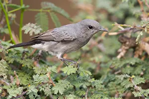 Middle East Animals Drucke: Blackstart