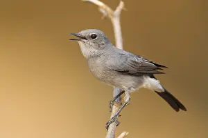 Passeriformes Species Drucke: Blackstart