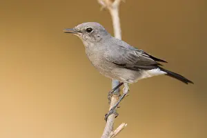 Passeriformes Species Drucke: Blackstart