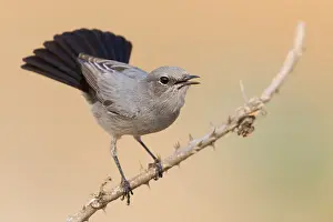Passeriformes Birds Drucke: Blackstart