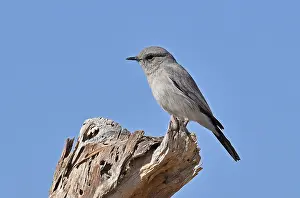 Bilder Datiert 24. Dezember 2018: Blackstart in Oman