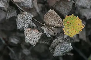 Fall Foliage Images Drucke: blad, leaf