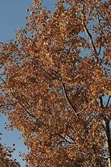 blad, leaf