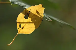 Fall Foliage Photos Drucke: blad, leaf