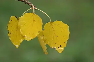 Fall Foliage Photos Drucke: blad, leaf