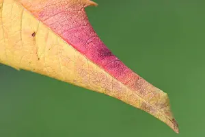 blad, leaf