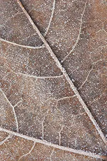 blad, leaf