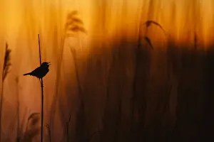 Male Songbird Species Drucke: Blauwborst; Bluethroat;