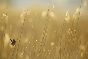 Male Songbird Species Drucke: Blauwborst; Bluethroat;