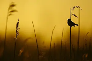 Male Songbird Species Drucke: Blauwborst; Bluethroat;