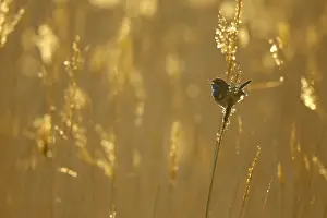 Male Songbird Species Drucke: Blauwborst; Bluethroat;