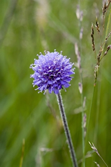Succisa Pratensis Drucke: Blauwe Knoop, Devil's-bit Scabious, Succisa pratensis