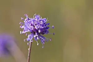 Succisa Pratensis Drucke: Blauwe knoop, Devils-bit Scabious, Succisa pratensis