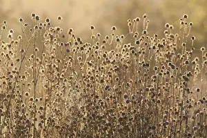 Summer Flowers Europe Drucke: Blauwe Knoop, Devil's-bit Scabious, Succisa pratensis