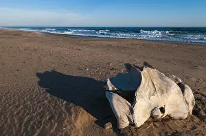 Namibian Desert Landscapes Drucke: A bleached whale bone casts a shadow on the beach