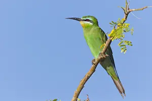 Birds Of Coraciiformes Order Drucke: Blue-cheeked Bee-eater