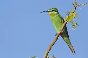 Coraciiformes Species Drucke: Blue-cheeked Bee-eater