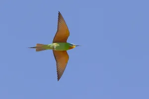 Bee Eater Species Drucke: Blue-cheeked Bee-eater, Merops persicus